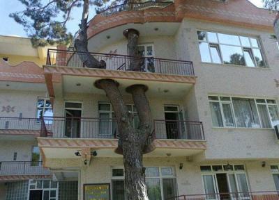 تصاویری از احترام به طبیعت در معماری