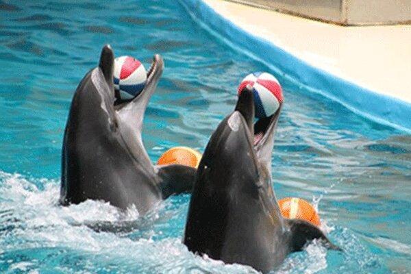 دلایل پیمانکار دلفیناریوم تهران برای تعلل در اعلام مرگ آلفا ، علت مرگ دلفین 300 هزار دلاری چه بود؟