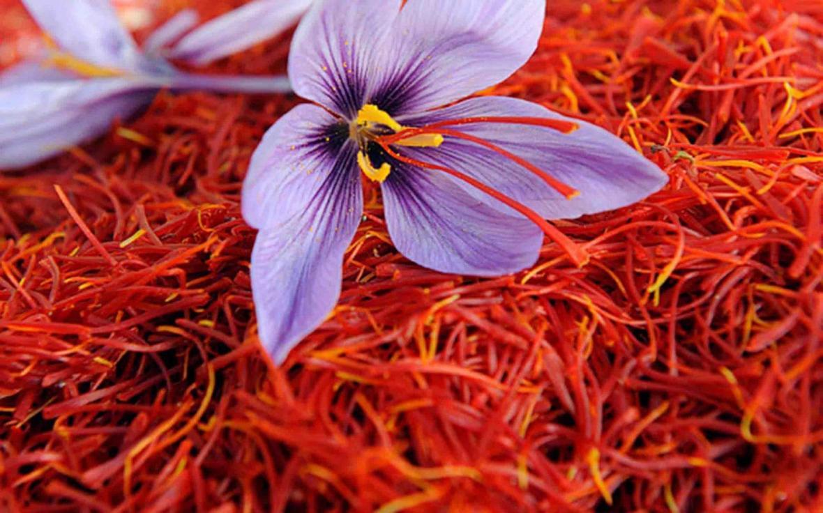 صادرات 60 تن زعفران خریداری شده از کشاورزان
