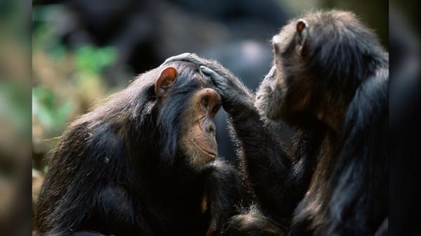 شامپانزه ها هم سلام و خداحافظی می کنند