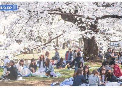 برای تماشای شکوفه های گیلاس در ژاپن به کجا باید برویم؟