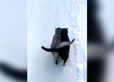 گربه های عاشق در بین برف ها