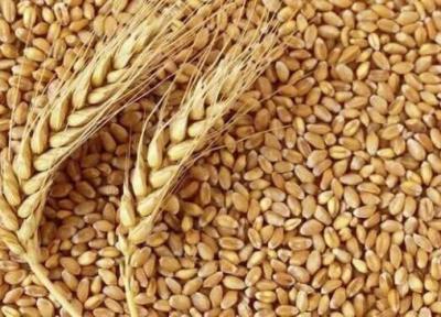 رشد شدید قیمت گندم و خوراک دام در بازارهای جهانی
